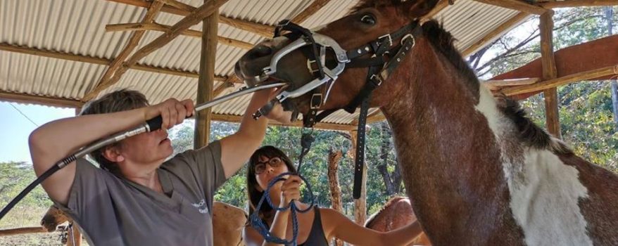 dentiste équin soignant la bouche d'un cheval