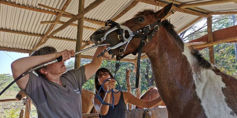 dentiste équin soignant la bouche d'un cheval